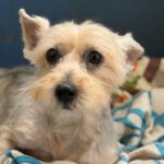 Yorkshire Terrier Mischling Mico, 01/2017, ca. 30 cm