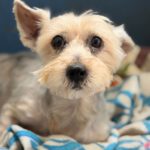 Yorkshire Terrier Mischling Mico, 01/2017, ca. 30 cm