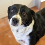 Border Collie Millie, 05/2023, 50 cm
