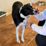 Border Collie Millie, 05/2023, 50 cm