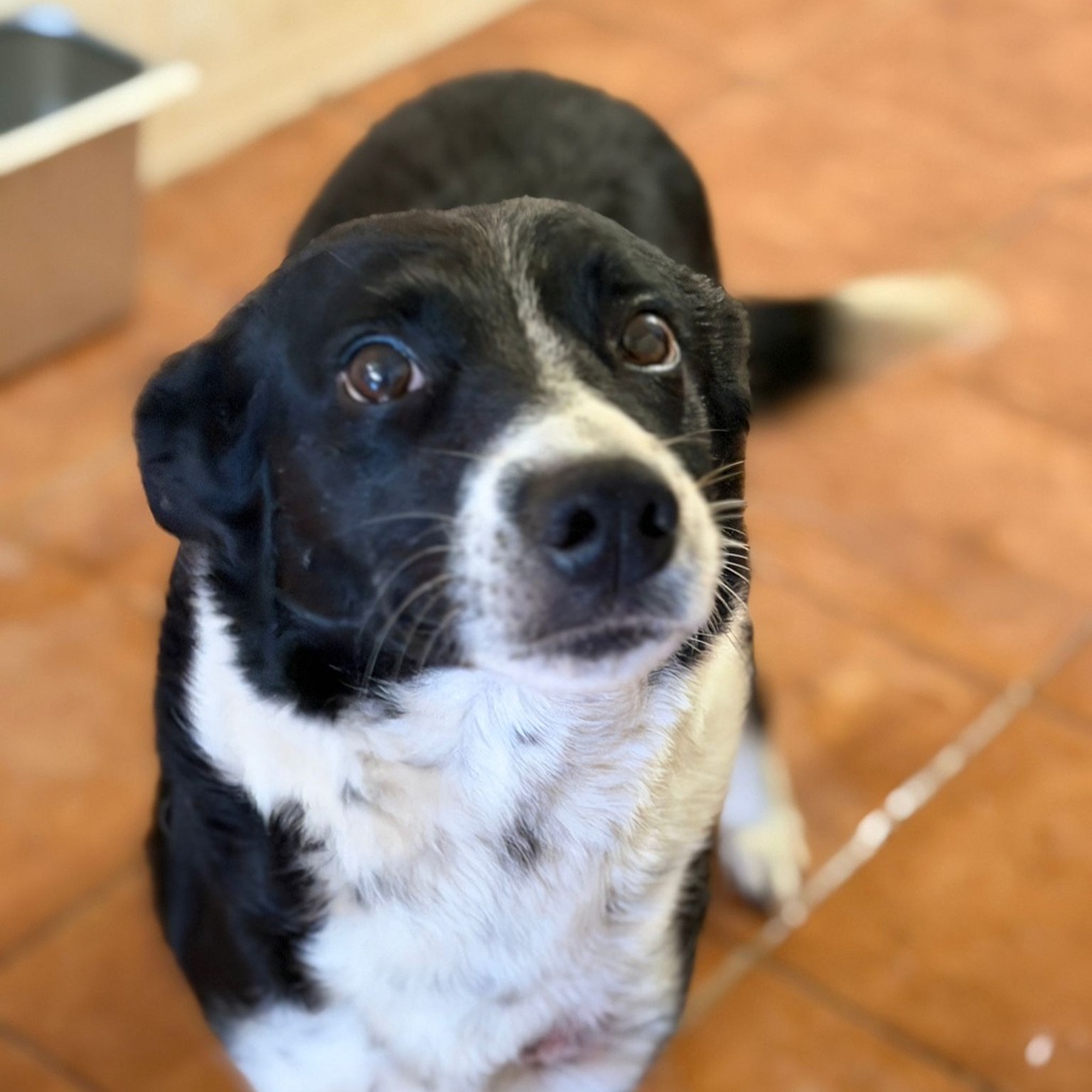 Border Collie Millie, 05/2023, 50 cm