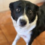 Border Collie Millie, 05/2023, 50 cm