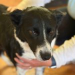 Border Collie Millie, 05/2023, 50 cm