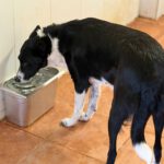 Border Collie Millie, 05/2023, 50 cm