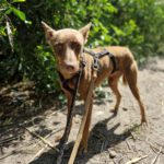 Podenco Mirian, 04/2025, ca. 40 cm