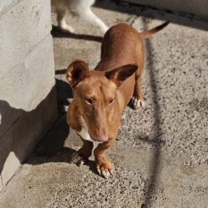 Podenco Maneto Mojito, 05/2024, ca. 35 cm
