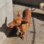 Podenco Maneto Mojito, 05/2024, ca. 35 cm