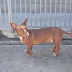 Podenco Maneto Mojito, 05/2024, ca. 35 cm