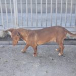 Podenco Maneto Mojito, 05/2024, ca. 35 cm