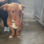Podenco Maneto Mojito, 05/2024, ca. 35 cm