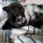 Pomeranian Mona, 04/2022, ca. 30 cm