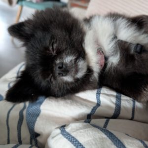 Pomeranian Mona, 04/2022, ca. 30 cm