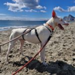 Podenco Moncho, 11/2023, ca. 40 cm