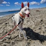 Podenco Moncho, 11/2023, ca. 40 cm