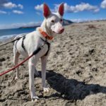 Podenco Moncho, 11/2023, ca. 40 cm
