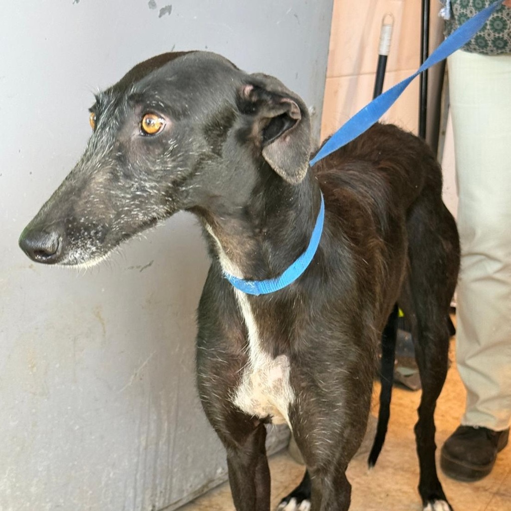 Galgo Mora, 03/2025, ca. 65 cm