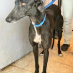 Galgo Mora, 03/2025, ca. 65 cm