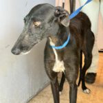 Galgo Mora, 03/2025, ca. 65 cm