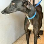Galgo Mora, 03/2025, ca. 65 cm