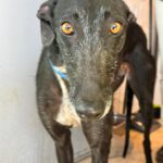Galgo Mora, 03/2025, ca. 65 cm