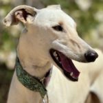Galgo Muleta, 07/2024, ca. 63 cm