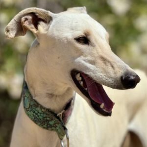Galgo Muleta, 07/2024, ca. 63 cm