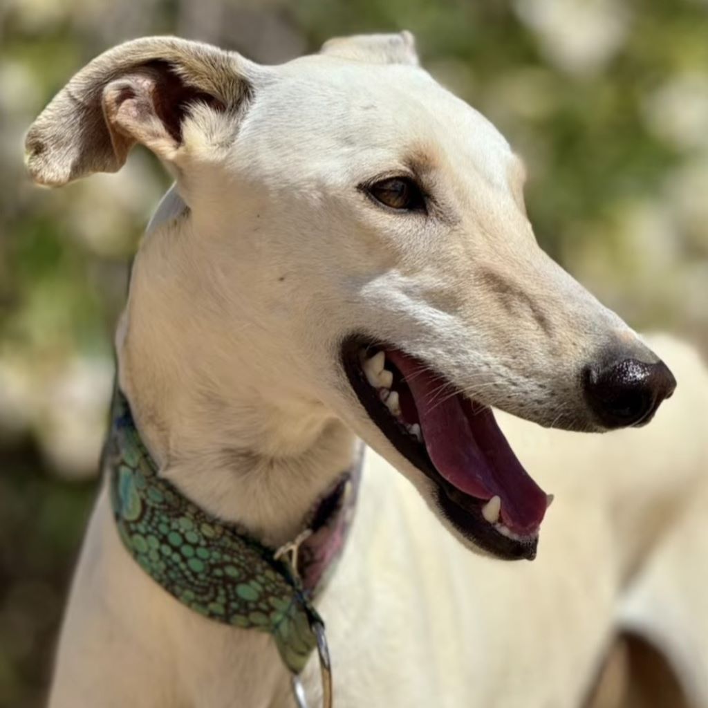 Galgo Muleta, 07/2024, ca. 63 cm