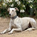 Galgo Muleta, 07/2024, ca. 63 cm