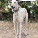 Galgo Muleta, 07/2024, ca. 63 cm
