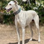 Galgo Muleta, 07/2024, ca. 63 cm