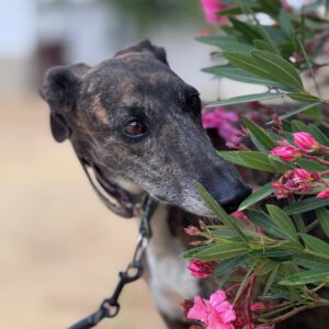 Galgo Nara, 11/2020, ca. 63 cm
