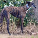 Galgo Nara, 11/2020, ca. 63 cm