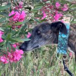 Galgo Nara, 11/2020, ca. 63 cm