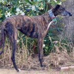 Galgo Nara, 11/2020, ca. 63 cm