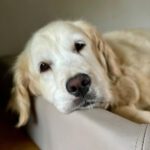 Golden Retriever Nata, 01/2018, ca. 55 cm, 21360 Vögelsen