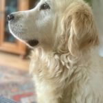 Golden Retriever Nata, 01/2018, ca. 55 cm, 21360 Vögelsen