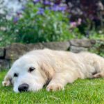 Golden Retriever Nata, 01/2018, ca. 55 cm, 21360 Vögelsen