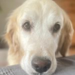 Golden Retriever Nata, 01/2018, ca. 55 cm, 21360 Vögelsen