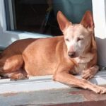 Podenco Neli, 06/2013, ca. 40 cm, 42655 Solingen