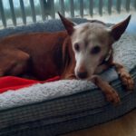 Podenco Neli, 06/2013, ca. 40 cm, 42655 Solingen