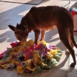 Podenco Neli, 06/2013, ca. 40 cm, 42655 Solingen