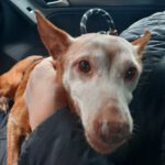 Podenco Neli, 06/2013, ca. 40 cm, 42655 Solingen