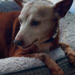 Podenco Neli, 06/2013, ca. 40 cm, 42655 Solingen