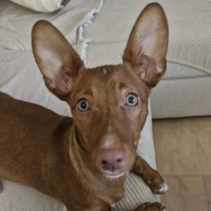 Podenco Maneto Nemo, 10/2025, Endgröße ca. 35 cm
