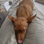 Podenco Maneto Nemo, 10/2025, Endgröße ca. 35 cm