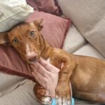 Podenco Maneto Nemo, 10/2025, Endgröße ca. 35 cm