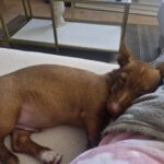 Podenco Maneto Nemo, 10/2025, Endgröße ca. 35 cm