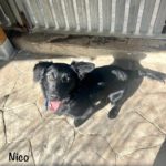 Podenco-Border Collie-Mischling Nico, 04/2025, Endgröße ca. 40 cm
