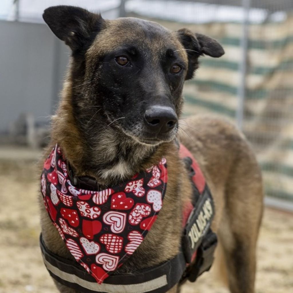 Malinois Mischling Nuez, 08/2021, ca. 65 cm