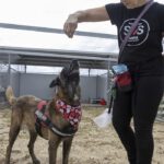 Malinois Mischling Nuez, 08/2021, ca. 65 cm